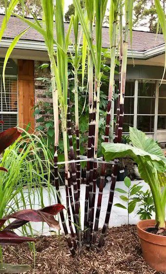 Purple Sugar Cane Plant