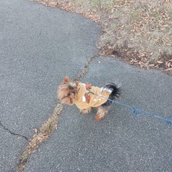 I'll walk your dog!