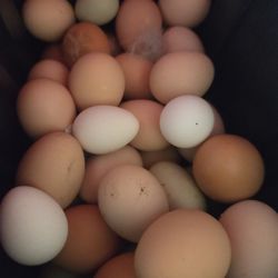 Fertile Eggs