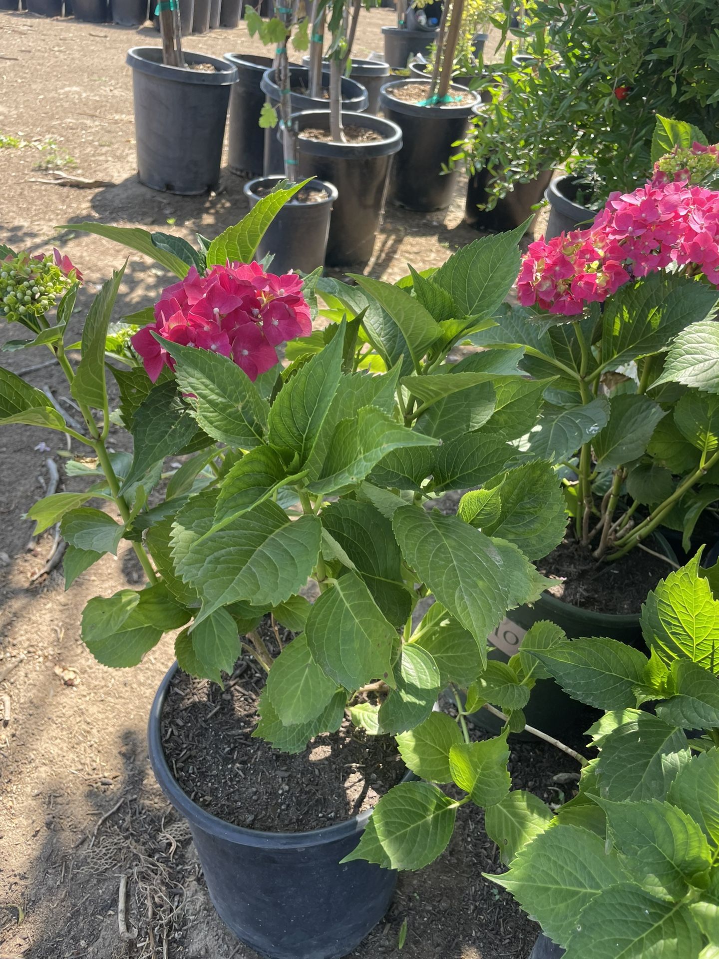 Ortensias  5 Galodes $18