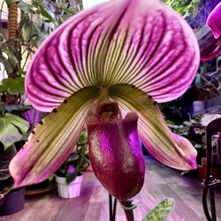 Paph. Orchid Lady Slipper Orchid Lan Triết Hài $35-45