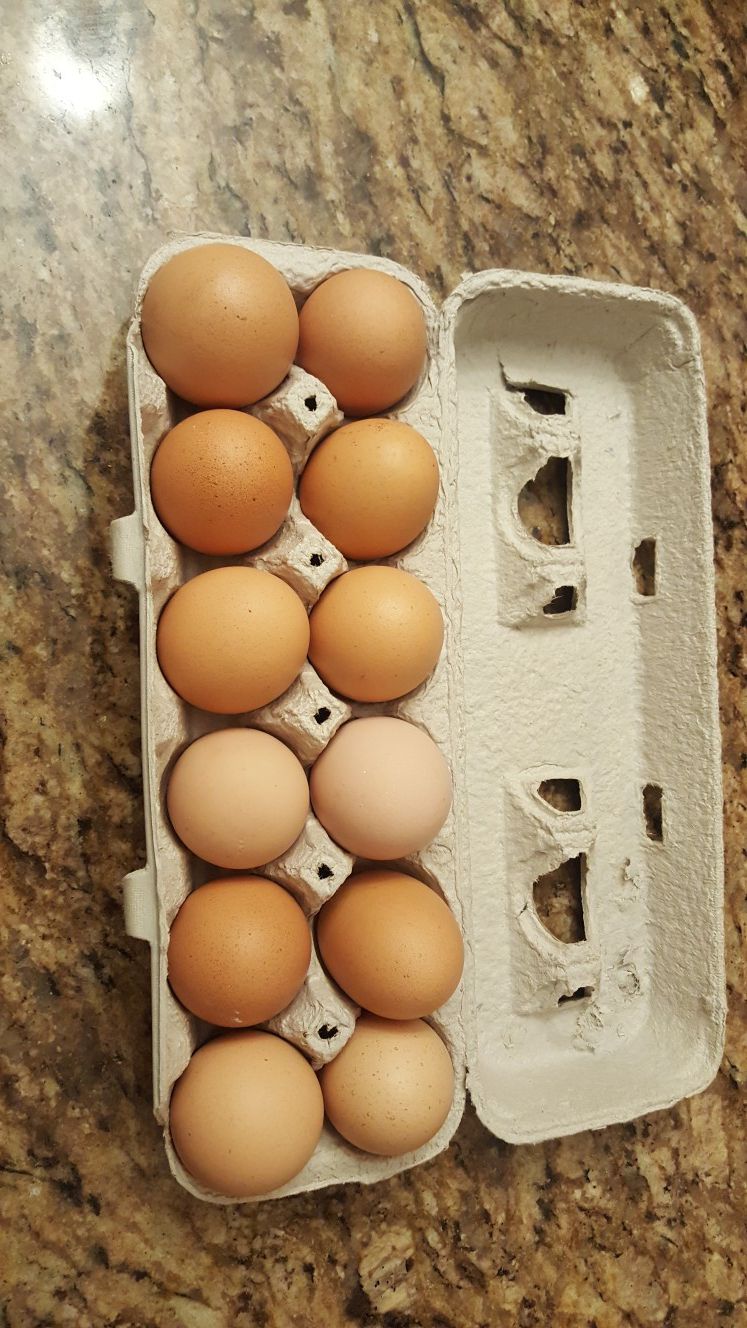 Fresh Brown Range Free Organic Eggs