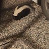 Weaselbeast