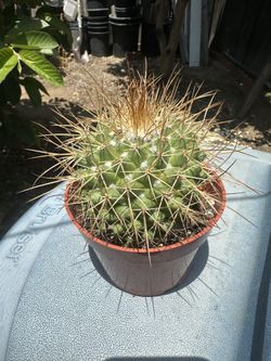 Mammillary Bacebergiana Cactus