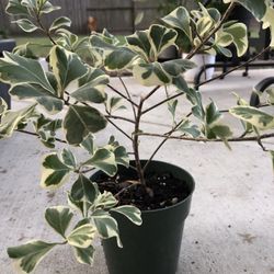 🪴🌿☘️ FICUS TRIANGULARÍS 🪴☘️🌱🍀🌿