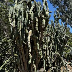 Mascaline Cactus 