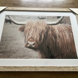 Highland Cattle New Picture 