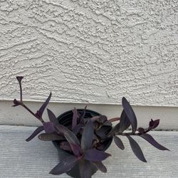 Purple Heart Plant 