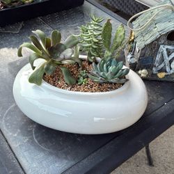 Potted Succulents 