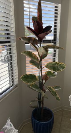 Indoor Plant
