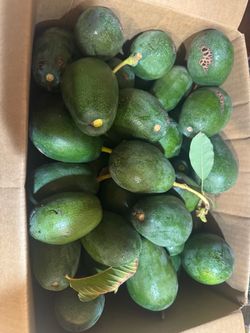 Organic Mexican 🥑 avocado 👇