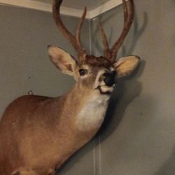 Deer Mount 