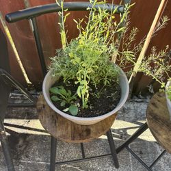 Perennials In A Ceramic Pot