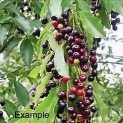 Árbol de  Capulines 