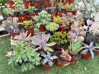 Variety of Succulents Plants
