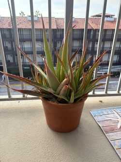 Big Aloe plant