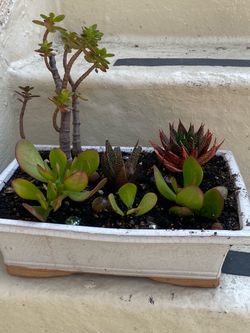 Mixed Succulent Arrangement in Ceramic Planter