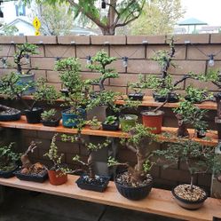 Elephant Bush Bonsai