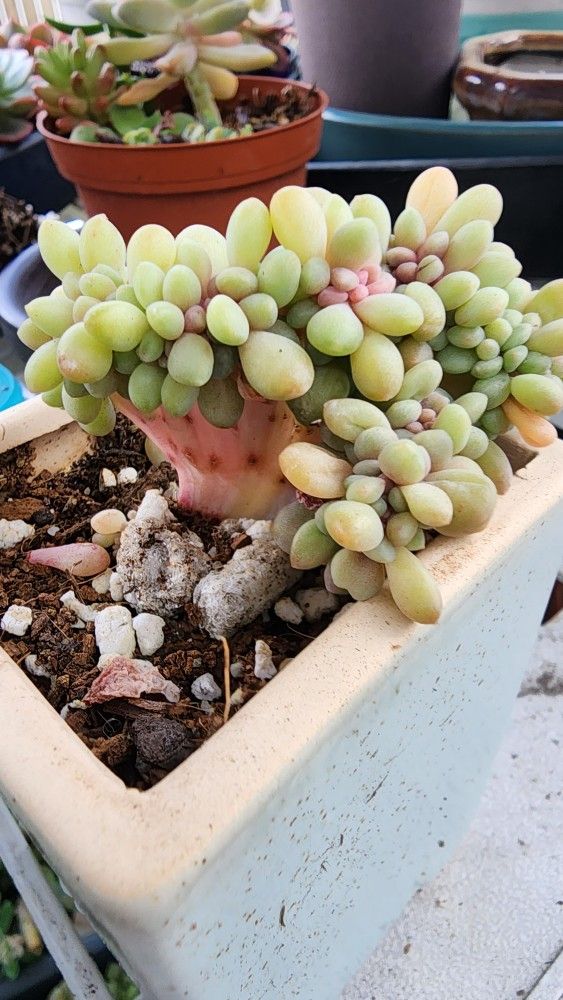 Succulents Plants Variegated Crested Cristata Imported  Korean Pick Up In Upland 