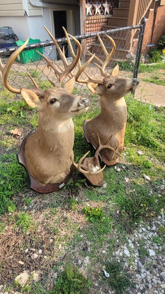 Taxidermy Deer