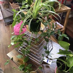 Spider-Wondering Jew/ Golden Pothos Plants- $8 Each 