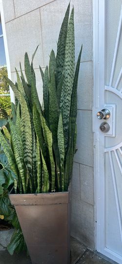 Snake plant .