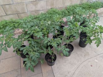 🍅 Heirloom Tomato Starts - 1gal - Bicolor Red/Yellow