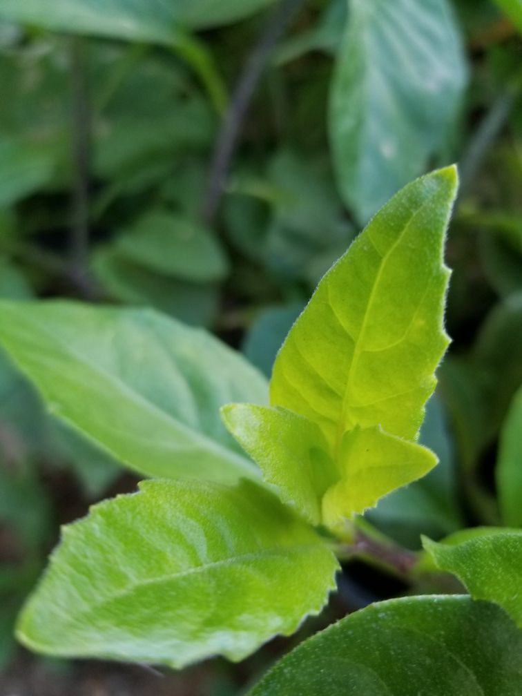 ORGANIC Longevity Spinach - Miracle Plant - Gynura Procumbens