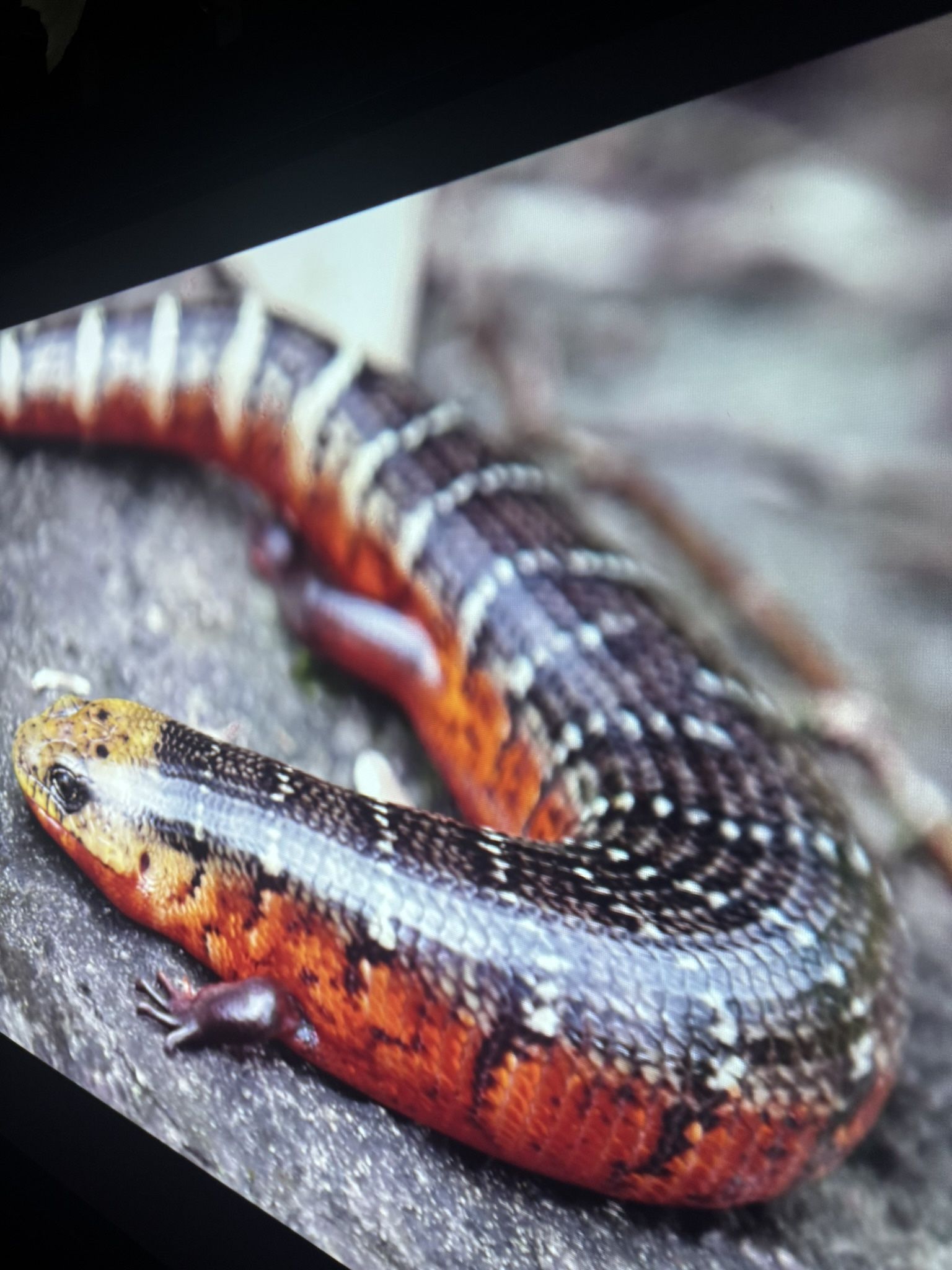 InFocus IN114a Projector – Bright, Clear, Ready to use!