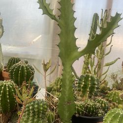 Euphorbia Dragon 🐉 Bones Plant 🪴 