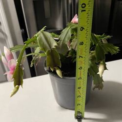 Thanksgiving Cactus Blooming Live Plant