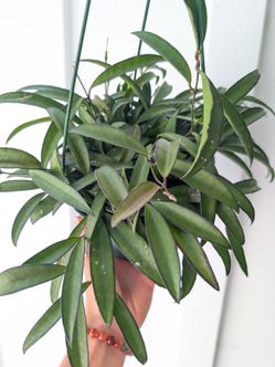 Hoya Wayetti Plant 6" Pot - Indoor House Plants