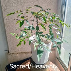 Dwarf Sacred Bamboo Growing Hydroponicly 
