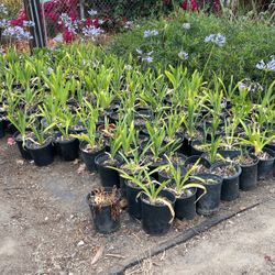 Lily’s