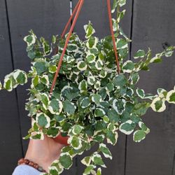 Creeping Ficus Repens Variegated Plant 6" Pot - Indoor House Plants 