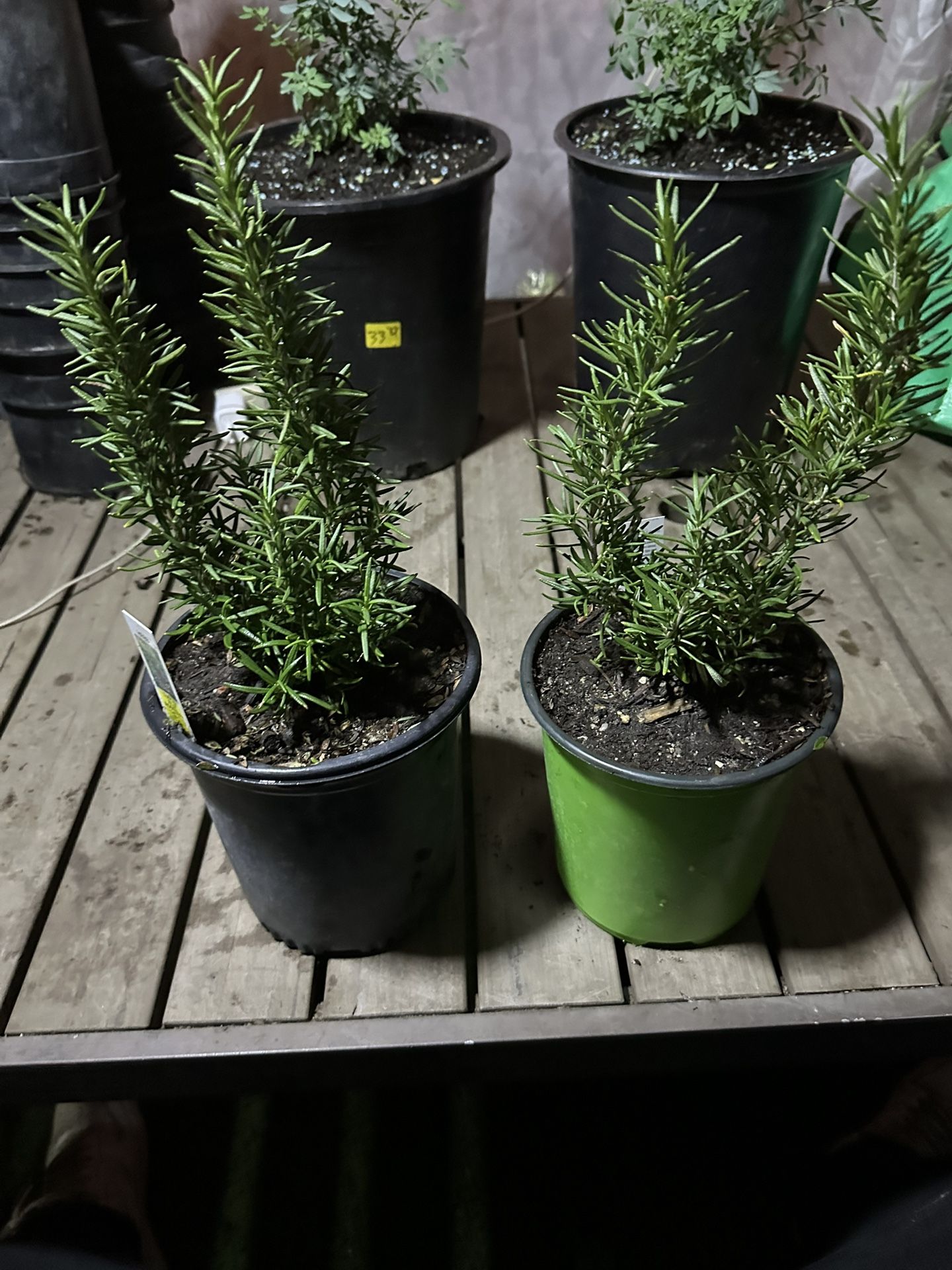 Rosemary Plant Planta de Romero