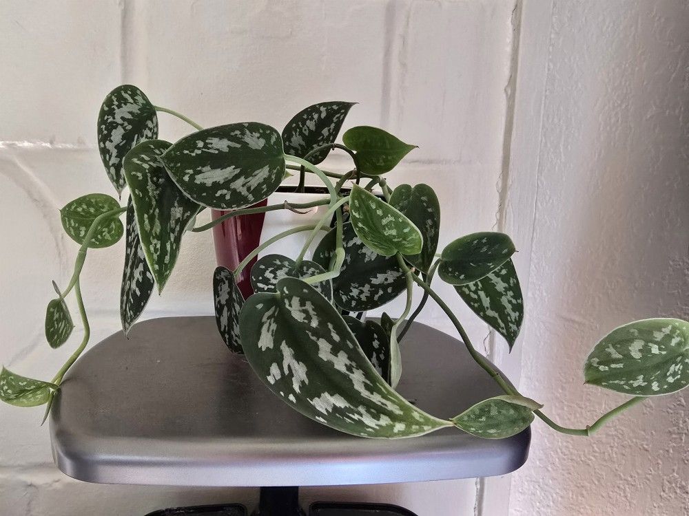 Satin Pothos With Pot