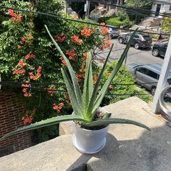 Big Aloe Vera - 17 Inches Tall - SUPER EASY CARE 