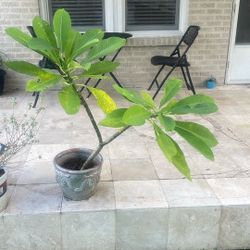Plumeria Plant 