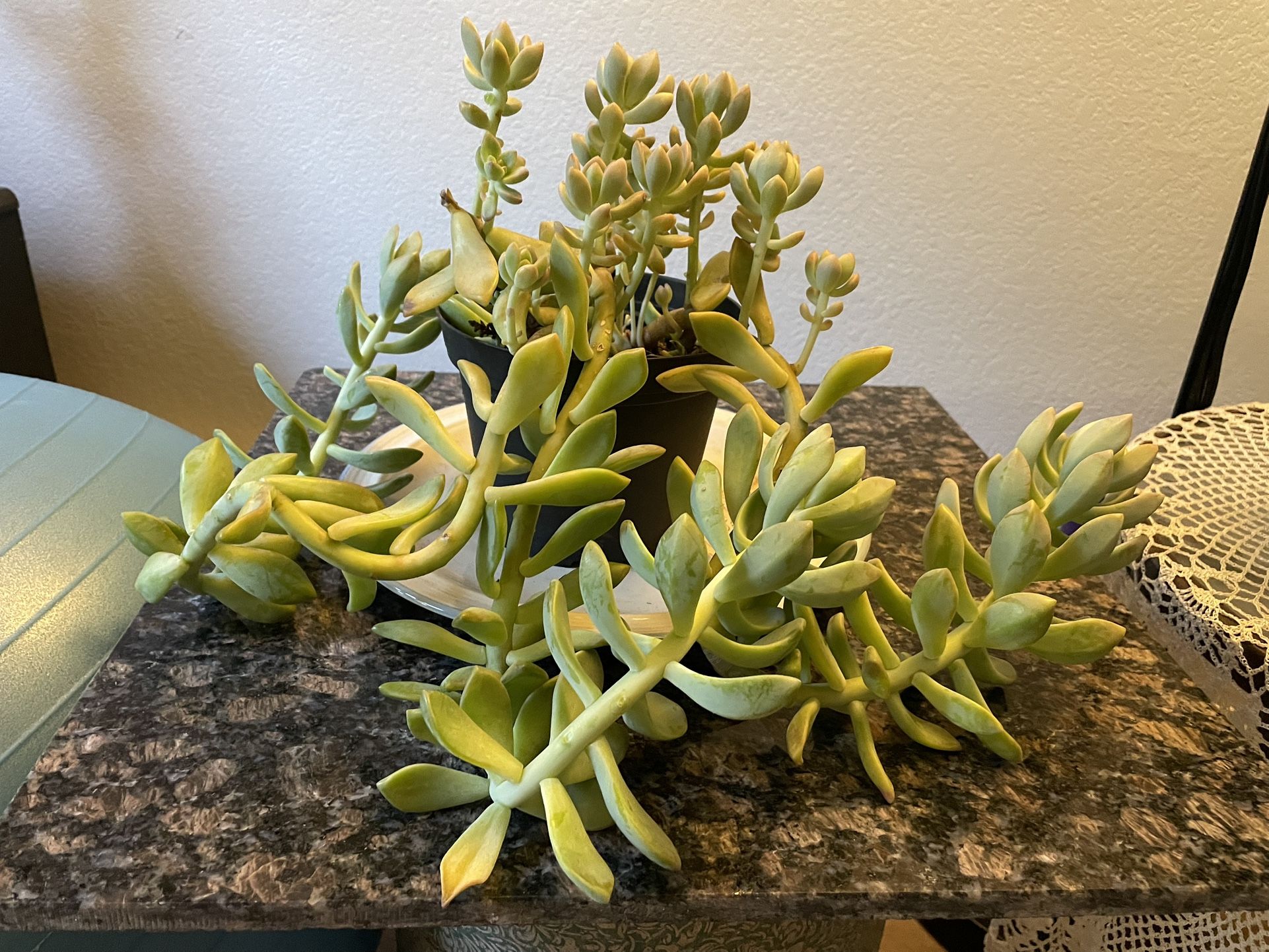 Ghost Plant, Succulant