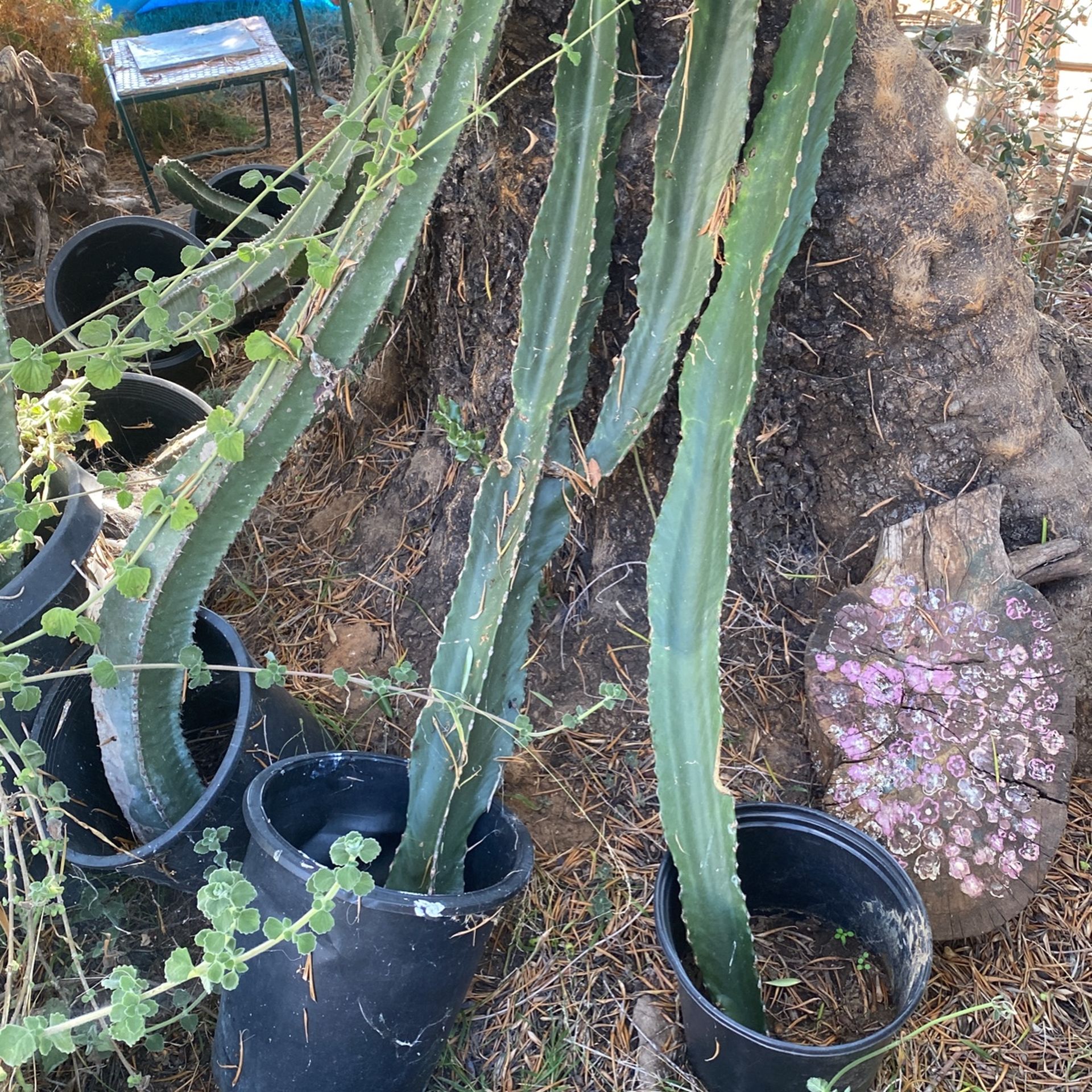 Landscaping Cactus Trees