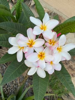 Plumeria plants
