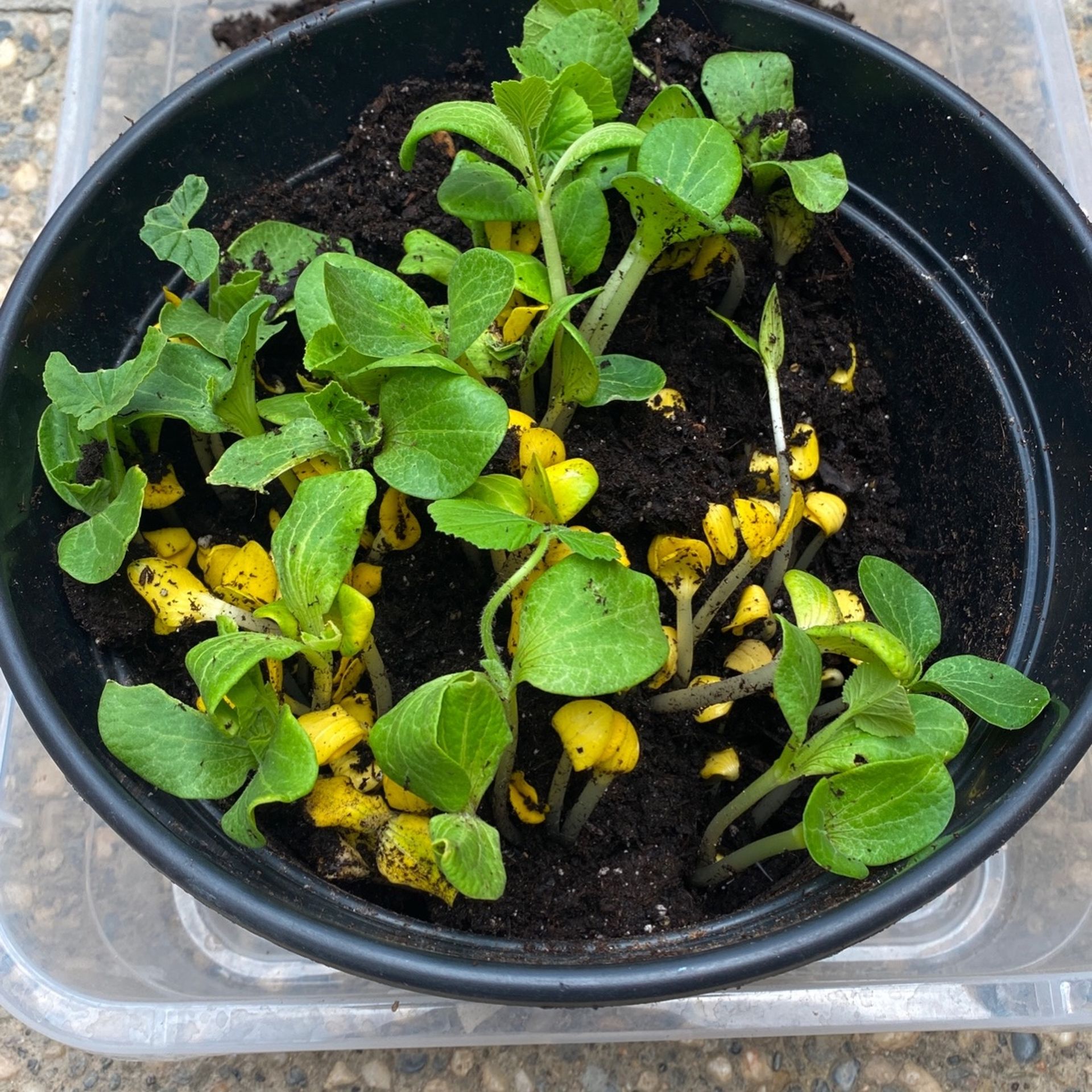Porcelain Doll Pumpkin Sprouts $4 For 2 Sprouts