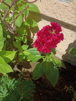 Celosia Cockscomb Flower