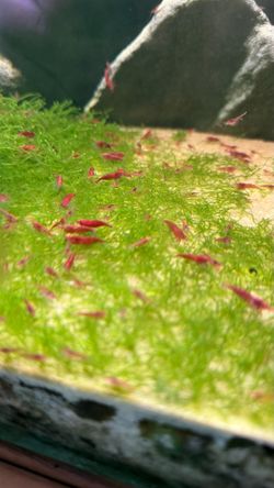 Red Cherry Shrimp Neocaridina Decor