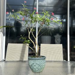 Tropical Plant Bonsai