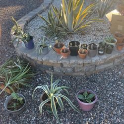 Plants For Sale