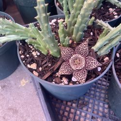 Cactus Estrella De Mar