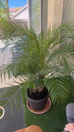Potted Pygmy Date Palm Tree