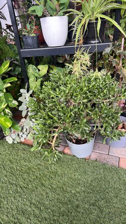 Jade plant